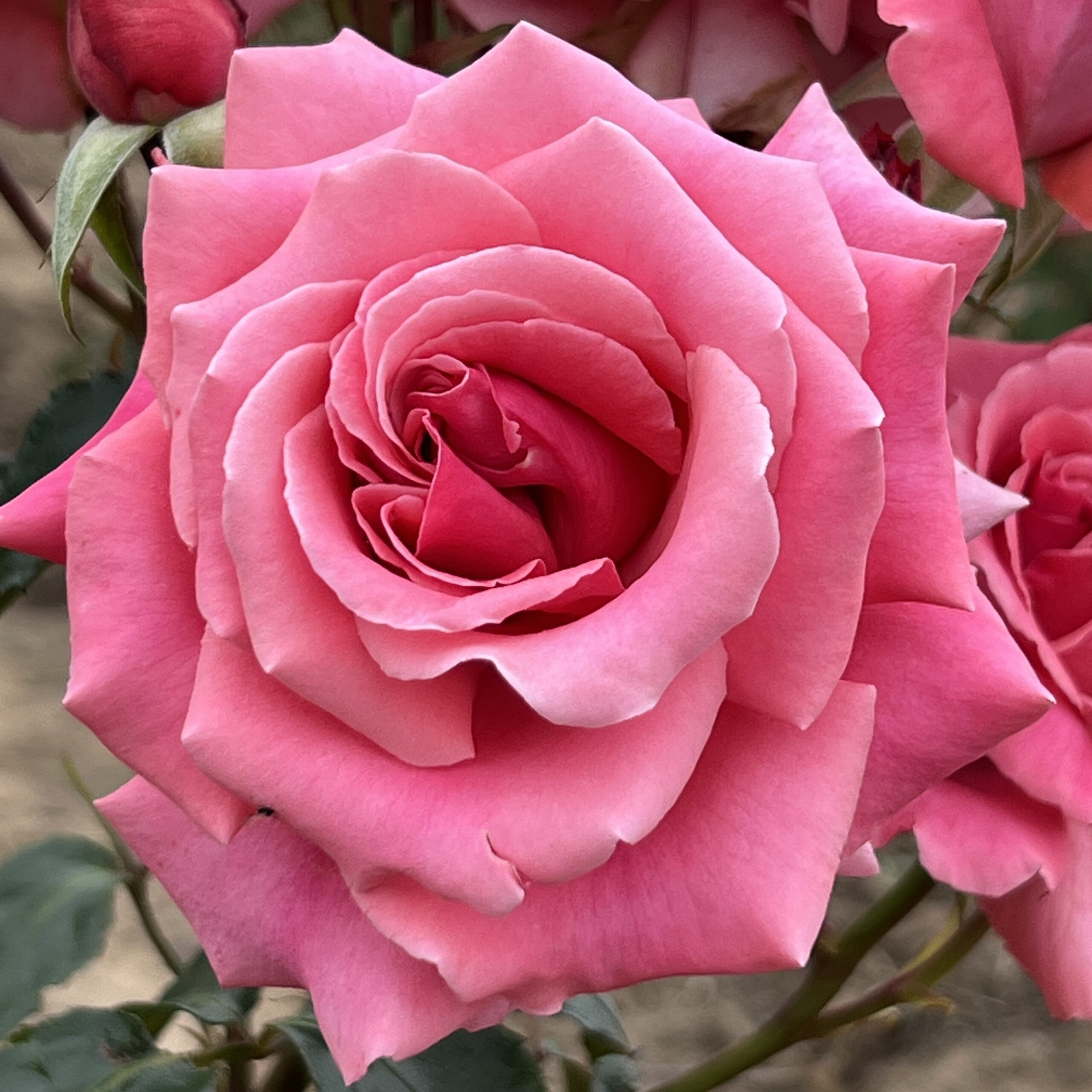 Billy's Wonder Billy's Wonder