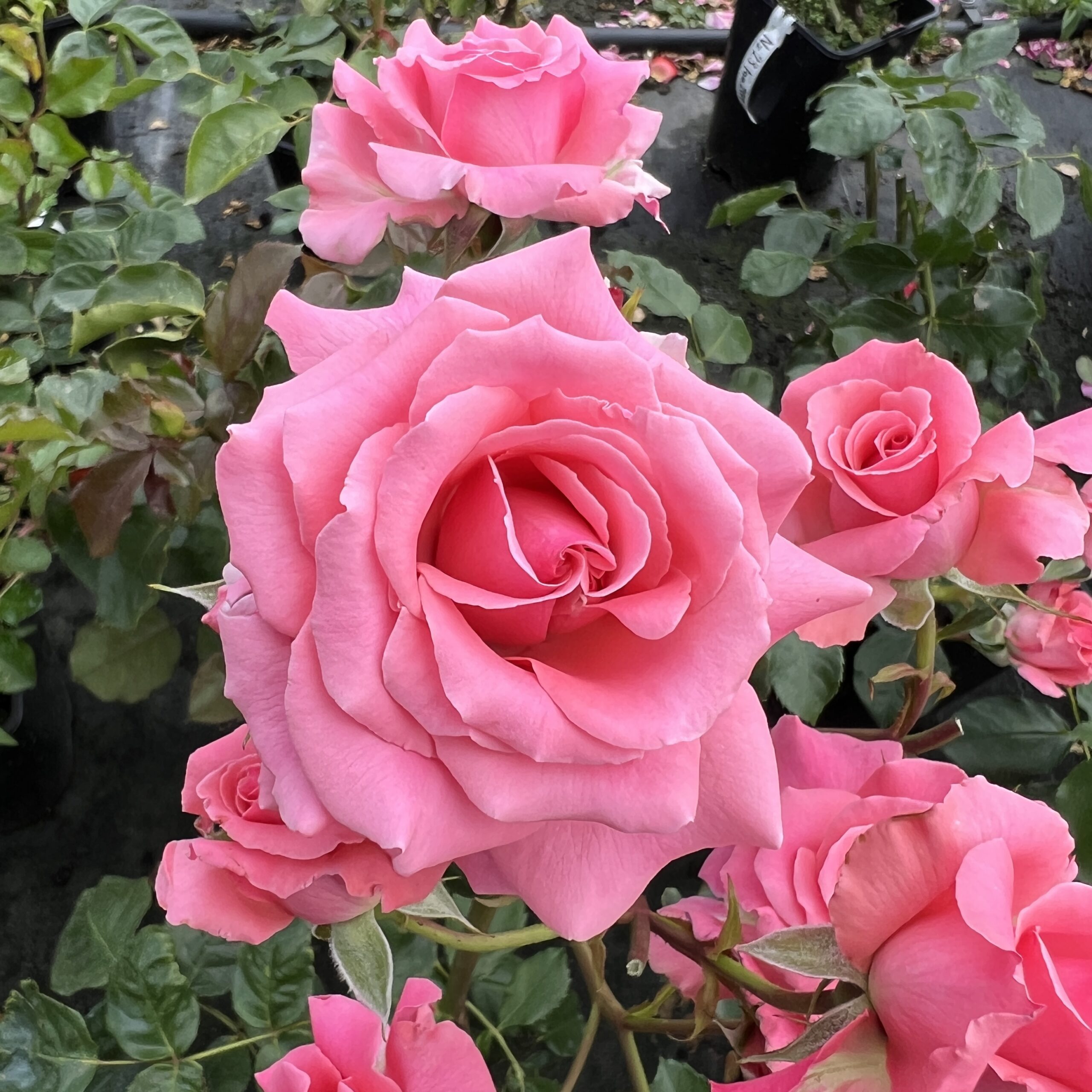 Billy's Wonder Billy's Wonder