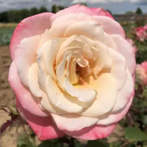 Dawn's Blush