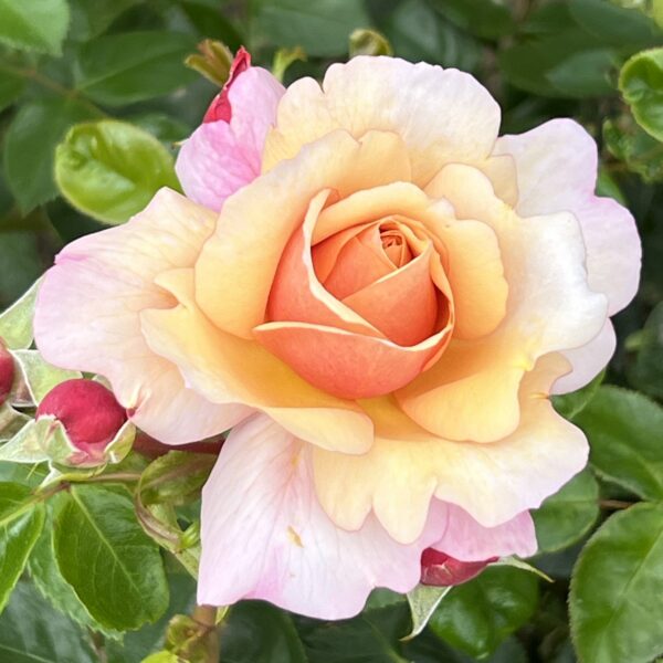 Fond Farewell Fond Farewell