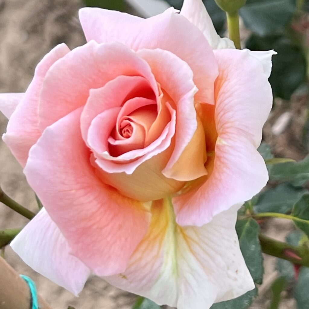 Josephine_Floribunda_Garden_Ro