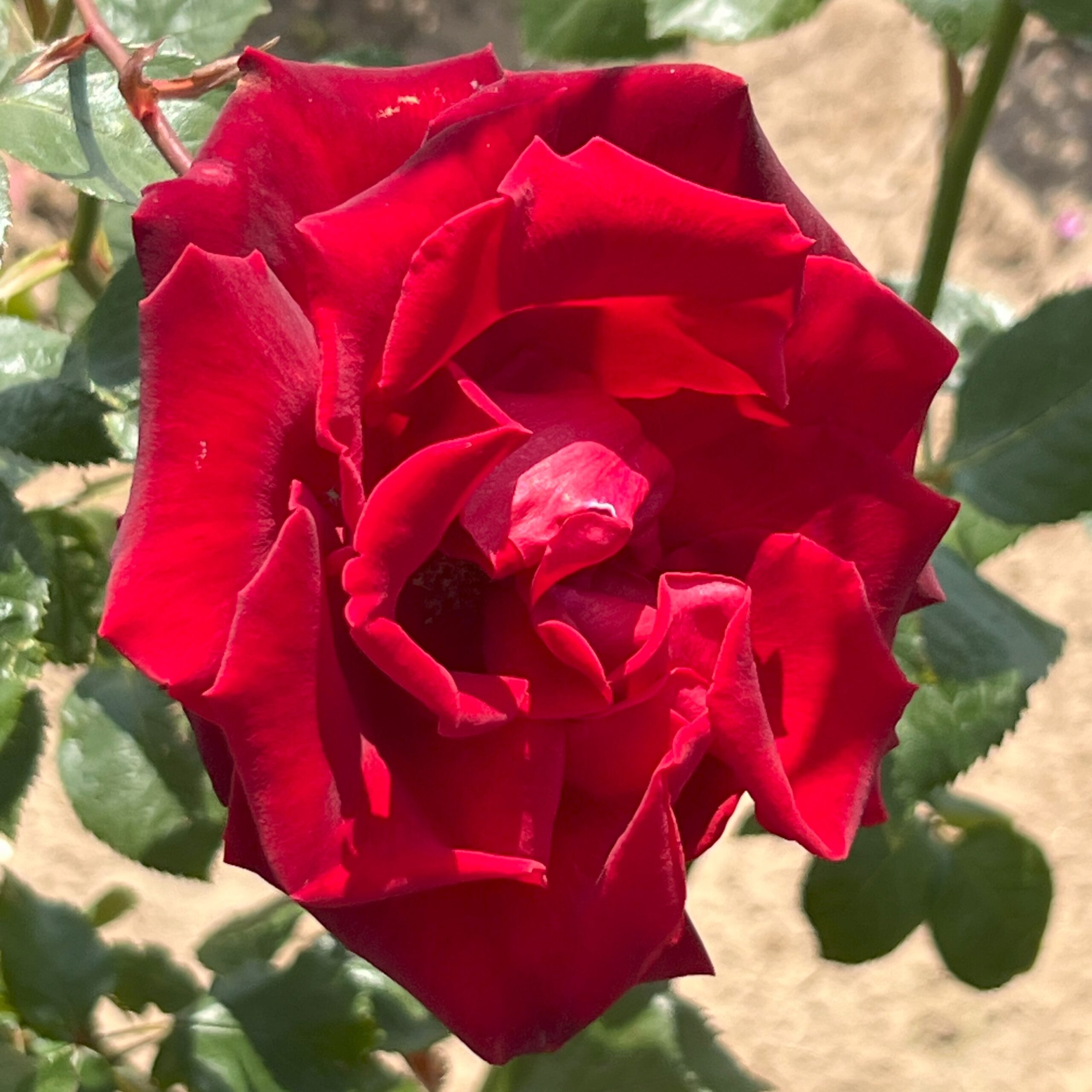 Nicole Eugenie Nicole Eugenie