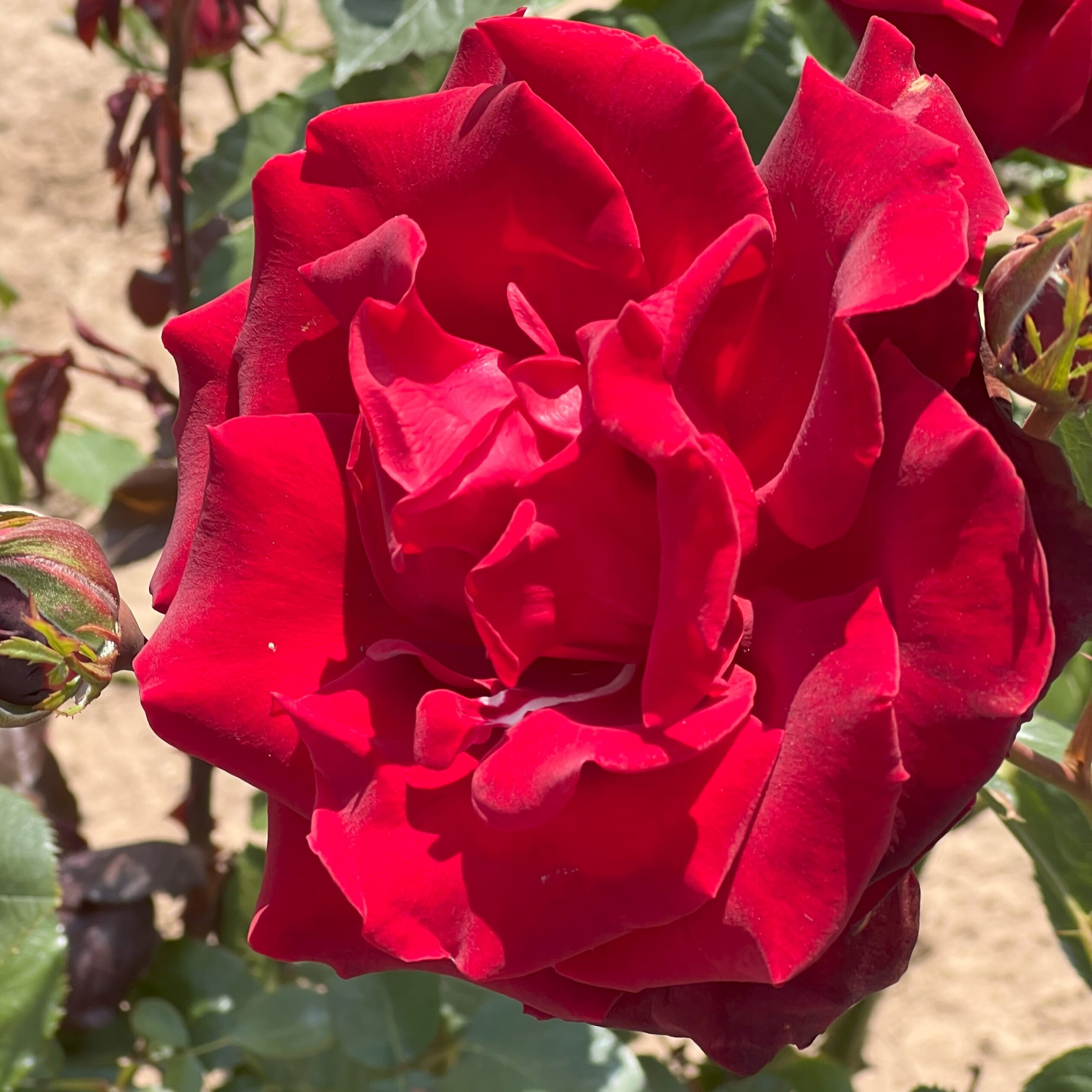 Nicole Eugenie Nicole Eugenie