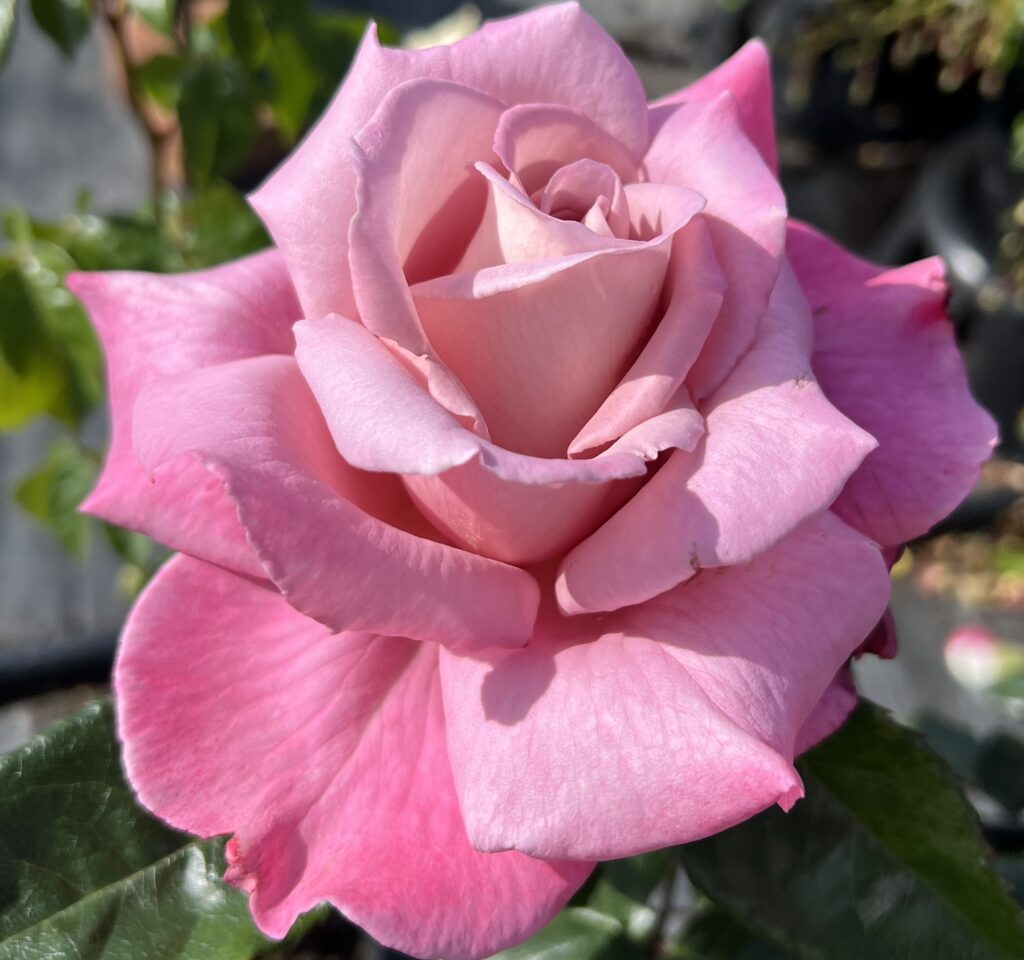 Stephanie rose | Lilac/Pink Hybrid Tea | Style Roses
