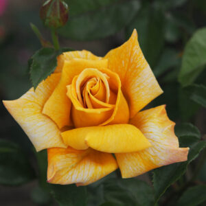 Terry's Rose
