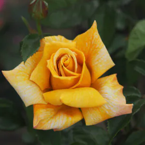 Terry's Rose