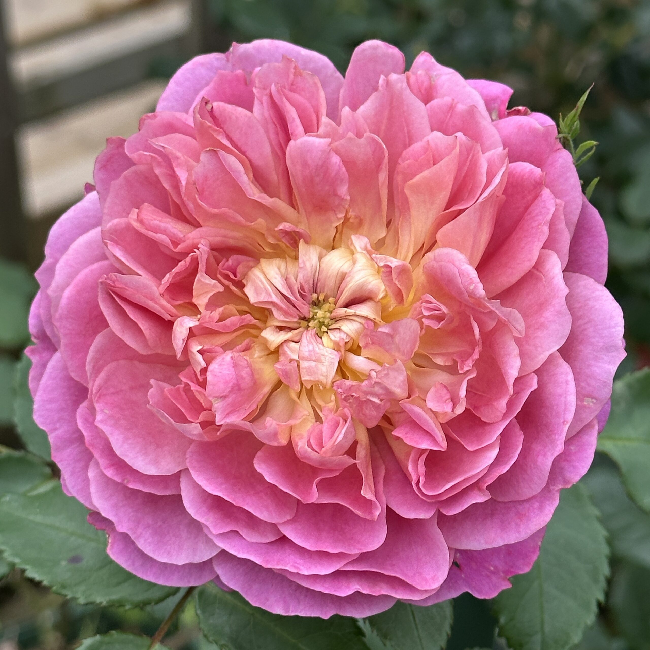 Emma Bridgewater Emma Bridgewater