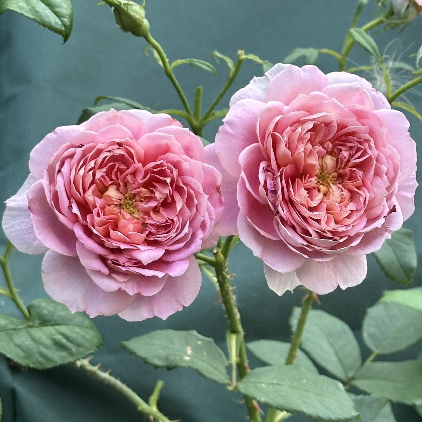 Emma Bridgewater Emma Bridgewater