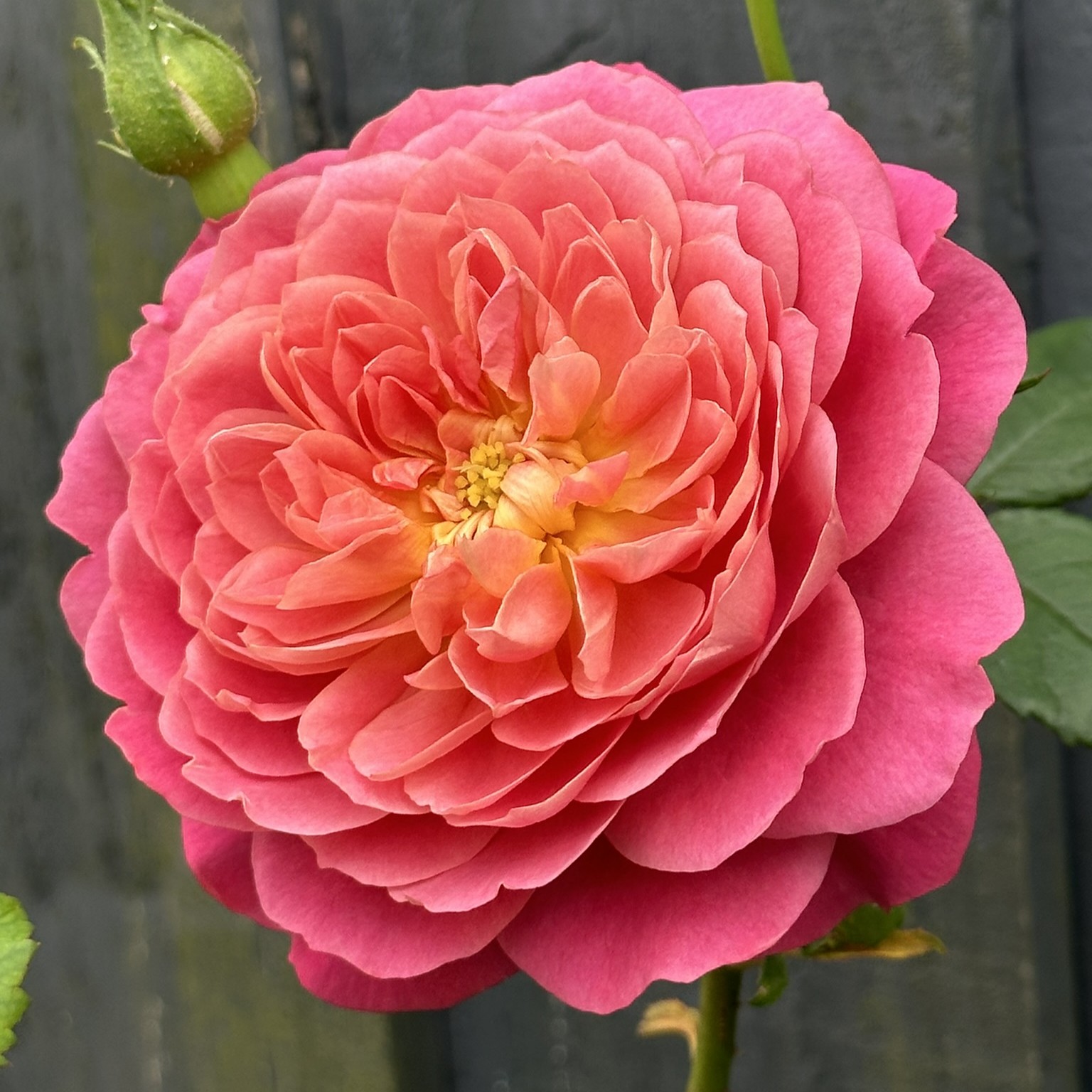 Emma Bridgewater Emma Bridgewater