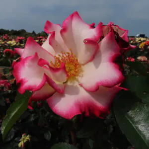 Lorraine's Rose