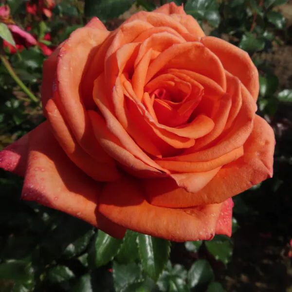 Daisy's Rose