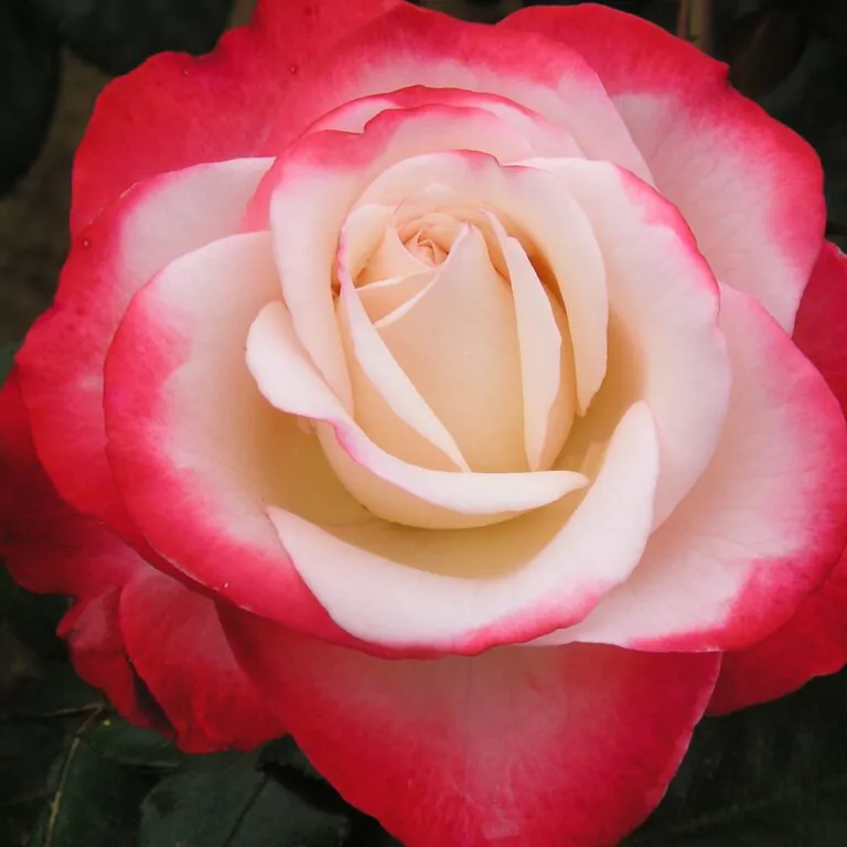 Nostalgia hybrid-tea rose. Cream centred flower with bright red outer petals.
