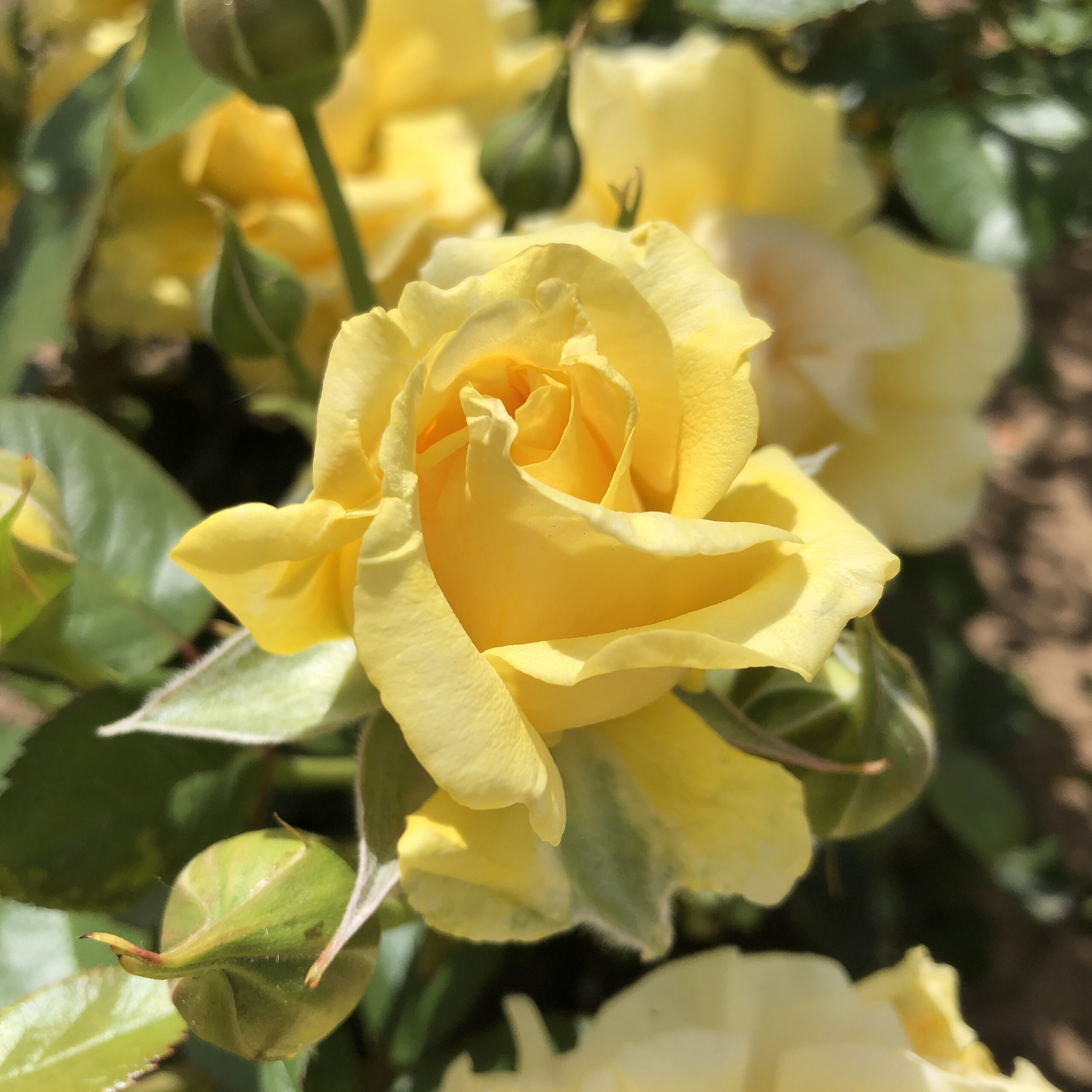 Brian's Charm Brian's Charm