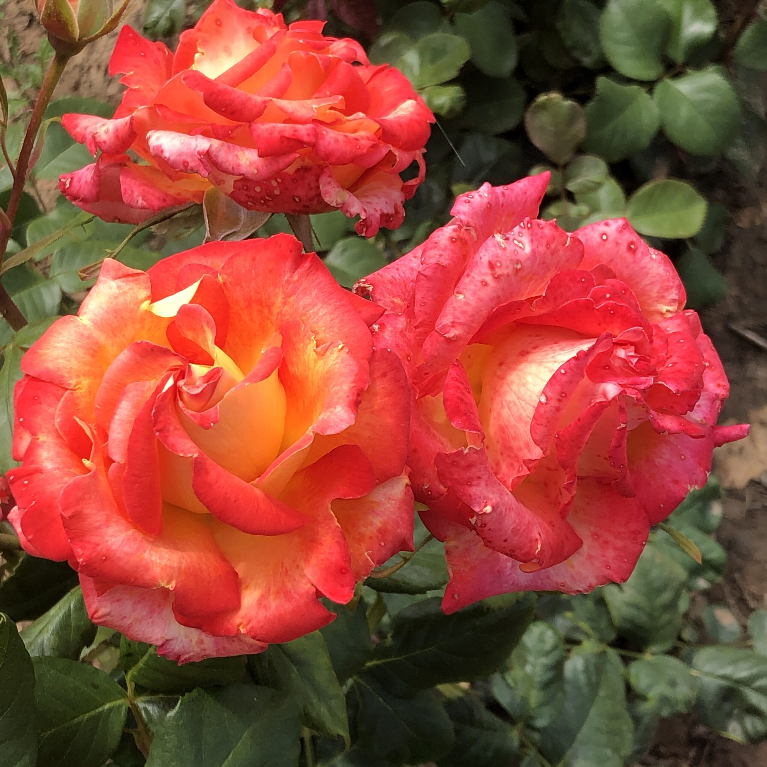 Shirley's Gem Shirley's Gem