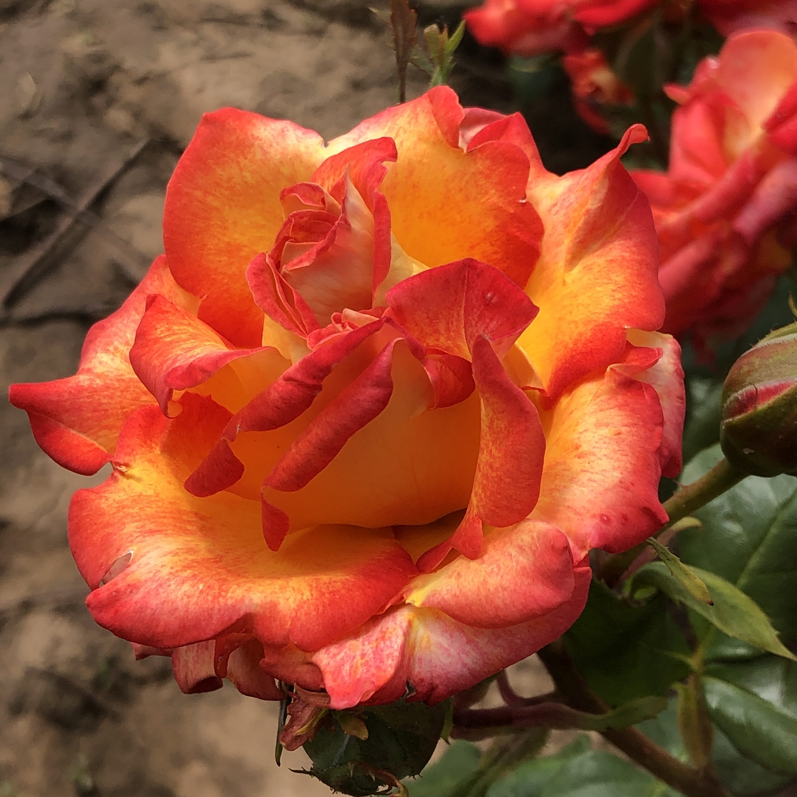 Shirley's Gem Shirley's Gem