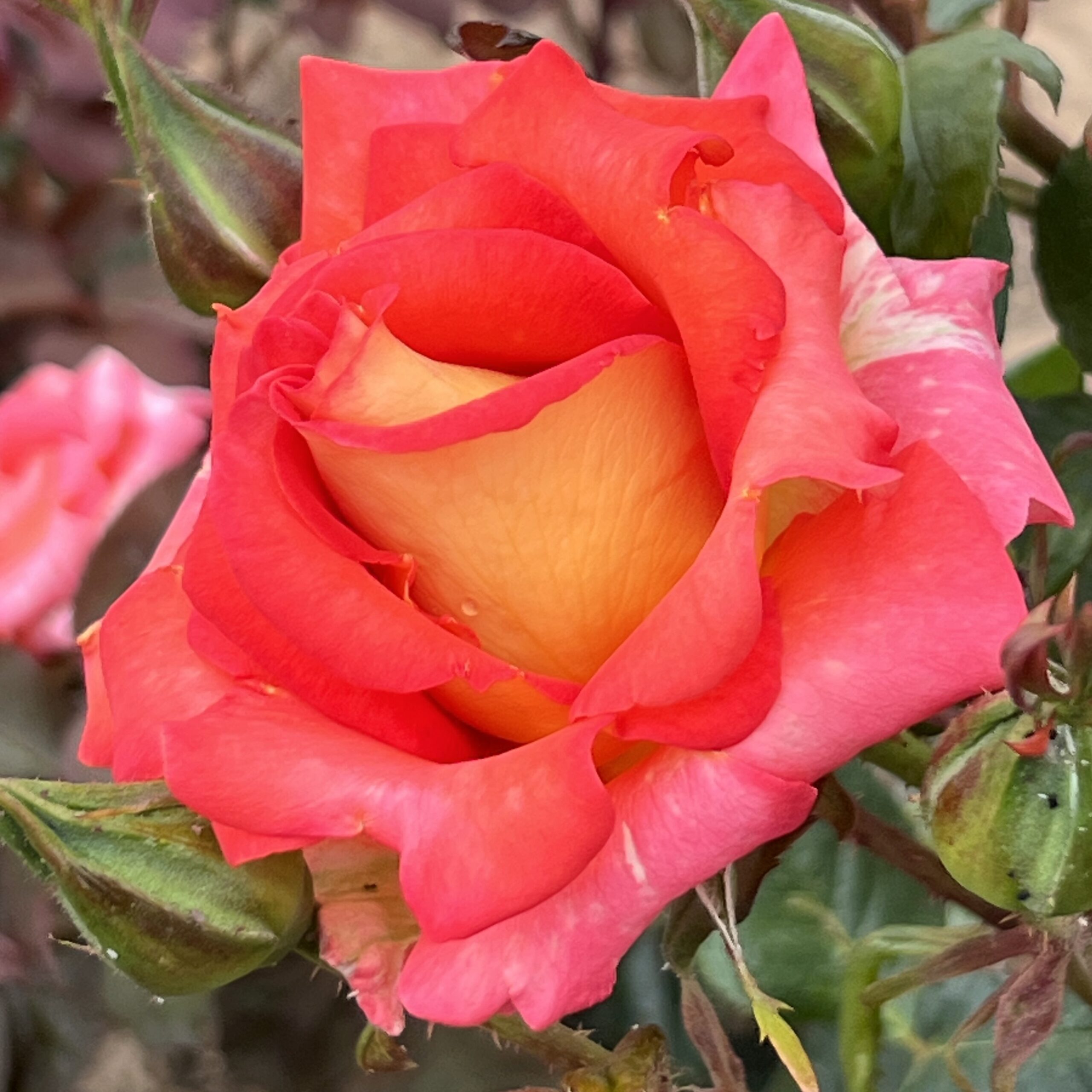 Shirley's Gem Shirley's Gem