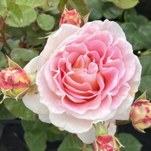 Roehampton Club Rose