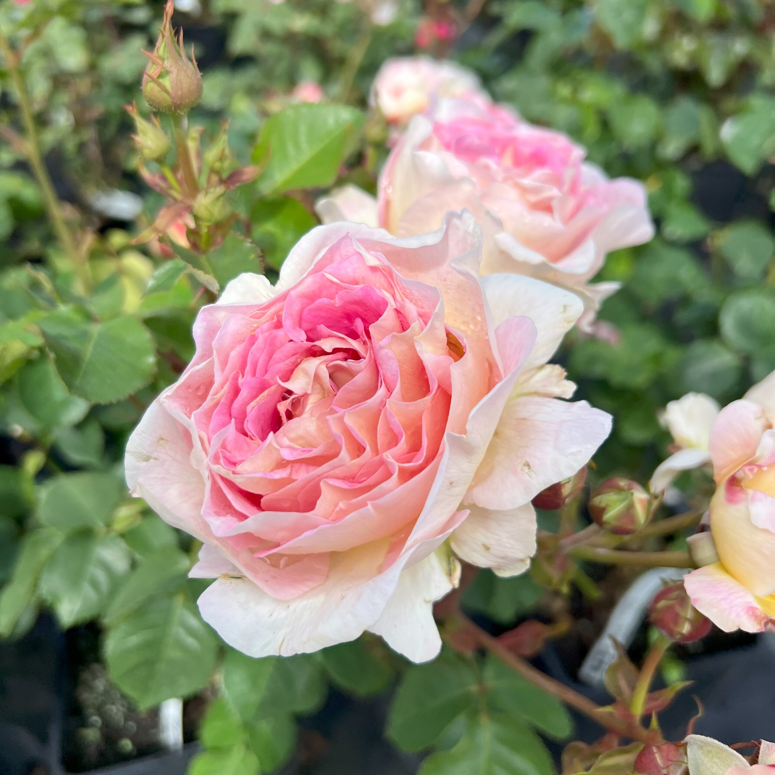Roehampton Club Rose Roehampton Club Rose