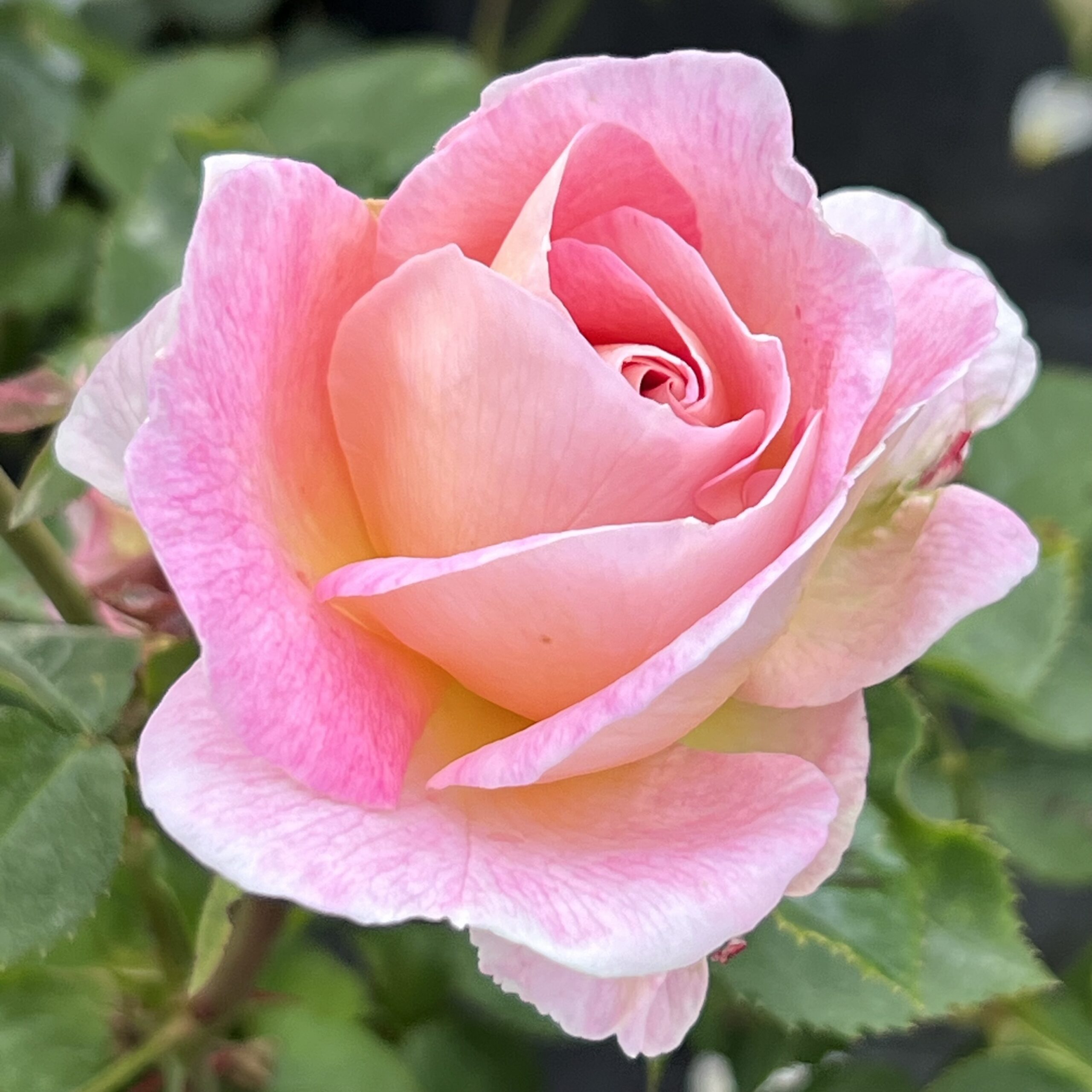Roehampton Club Rose Roehampton Club Rose