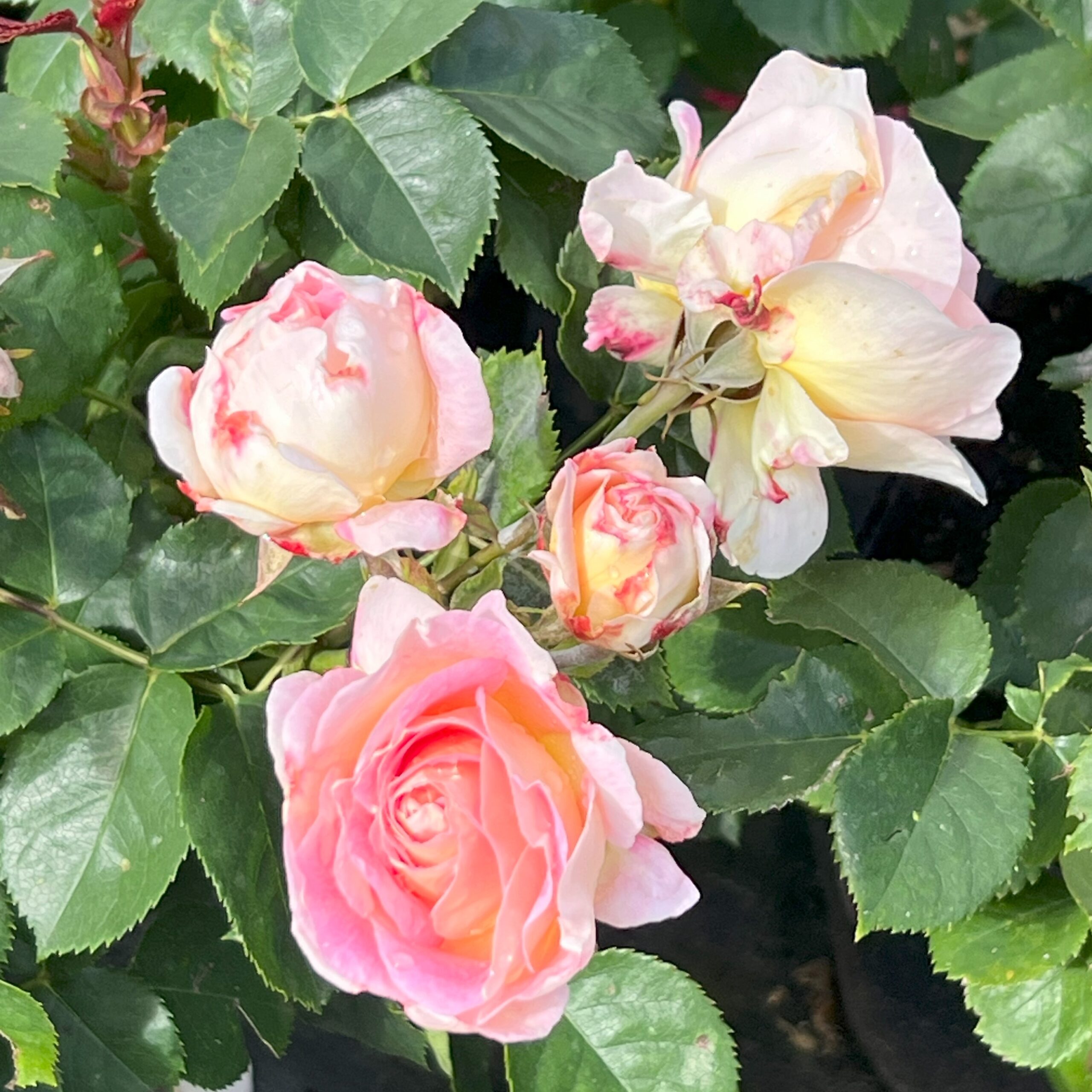 Roehampton Club Rose Roehampton Club Rose