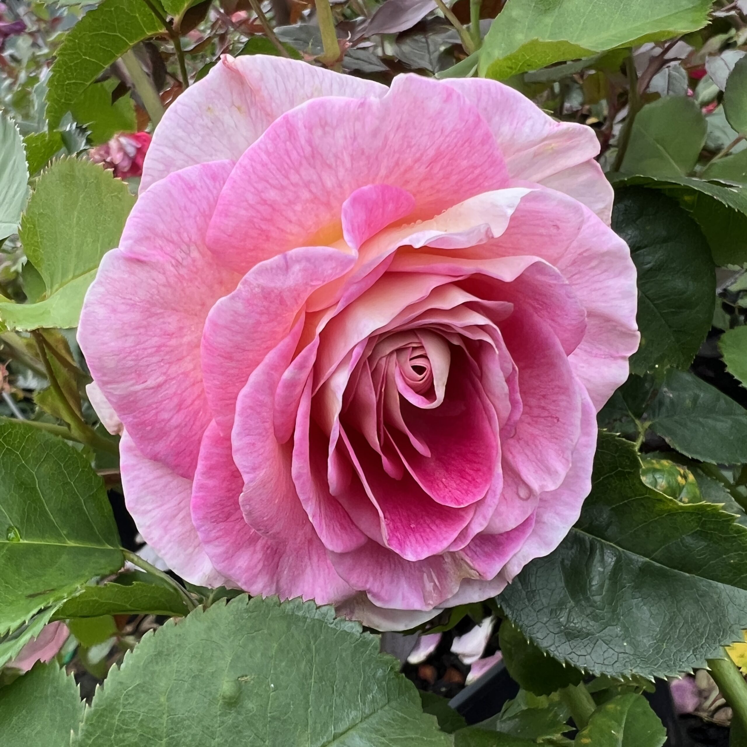 Roehampton Club Rose Roehampton Club Rose