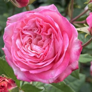 Marie's Rose