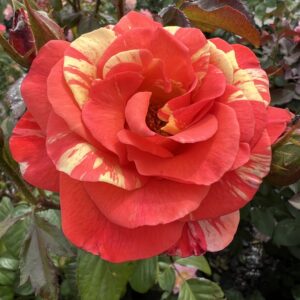 Roy's Rose