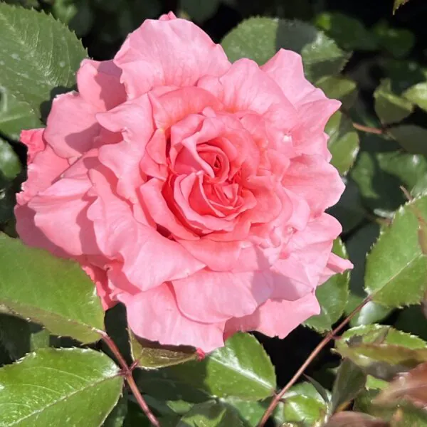 Donna's Delight