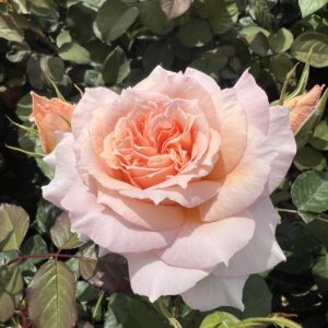 Beth's Glory