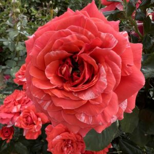 Ronnie's Rose